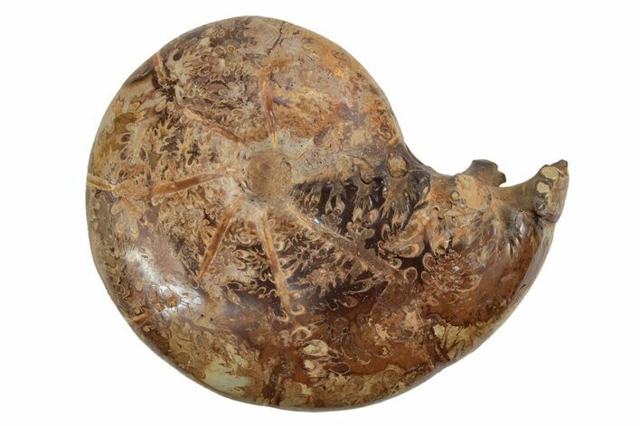 Jurassic Ammonite (Phyllooceras) Fossil - Madagascar #226719